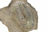 Translucent Struveaspis Trilobite - Jorf, Morocco #227782-4